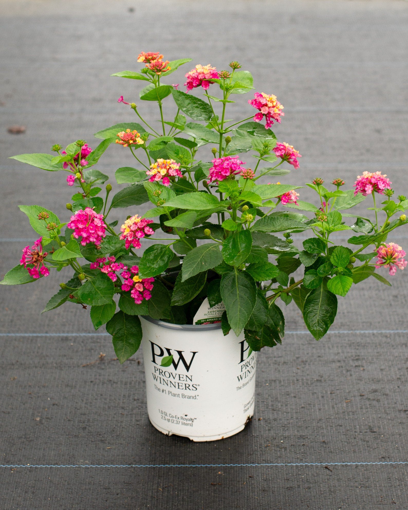 Luscious Royale Cosmo Lantana - Image 1
