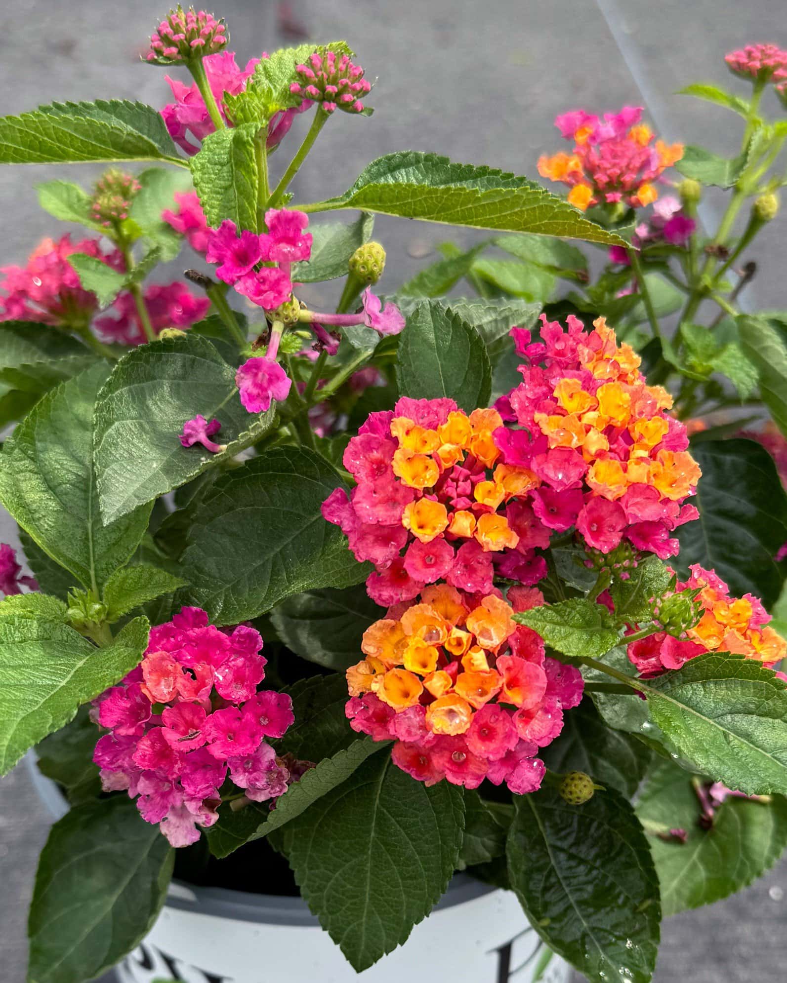 Luscious Royale Cosmo Lantana - Image 2