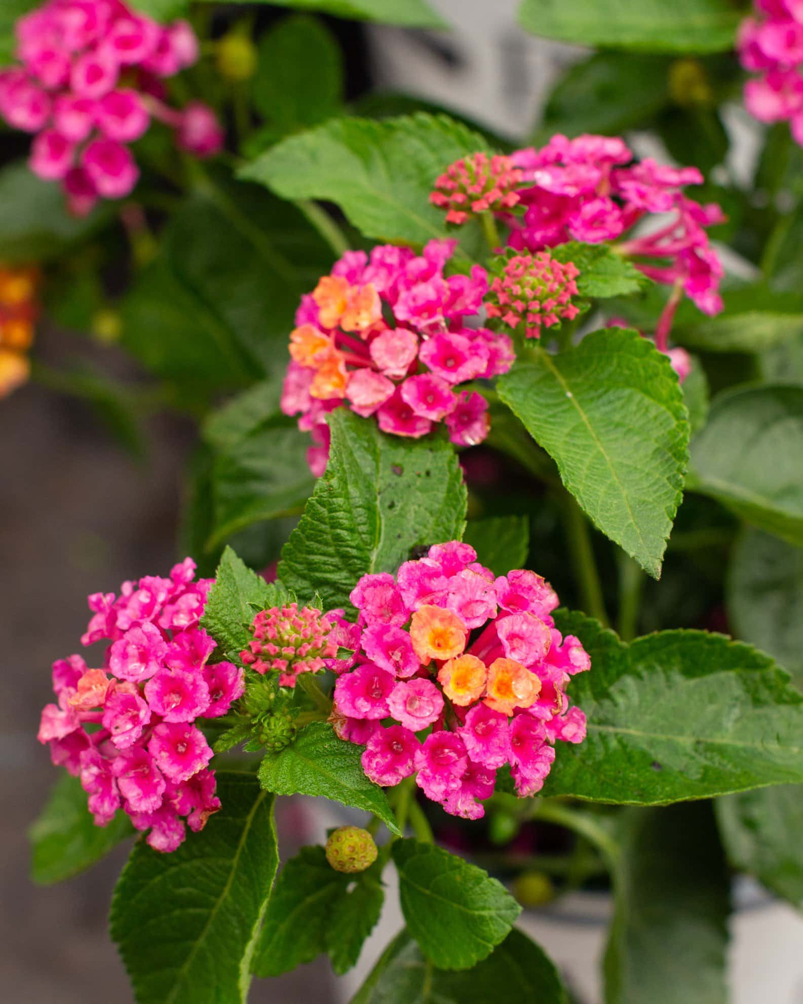 Luscious Royale Cosmo Lantana - Image 3