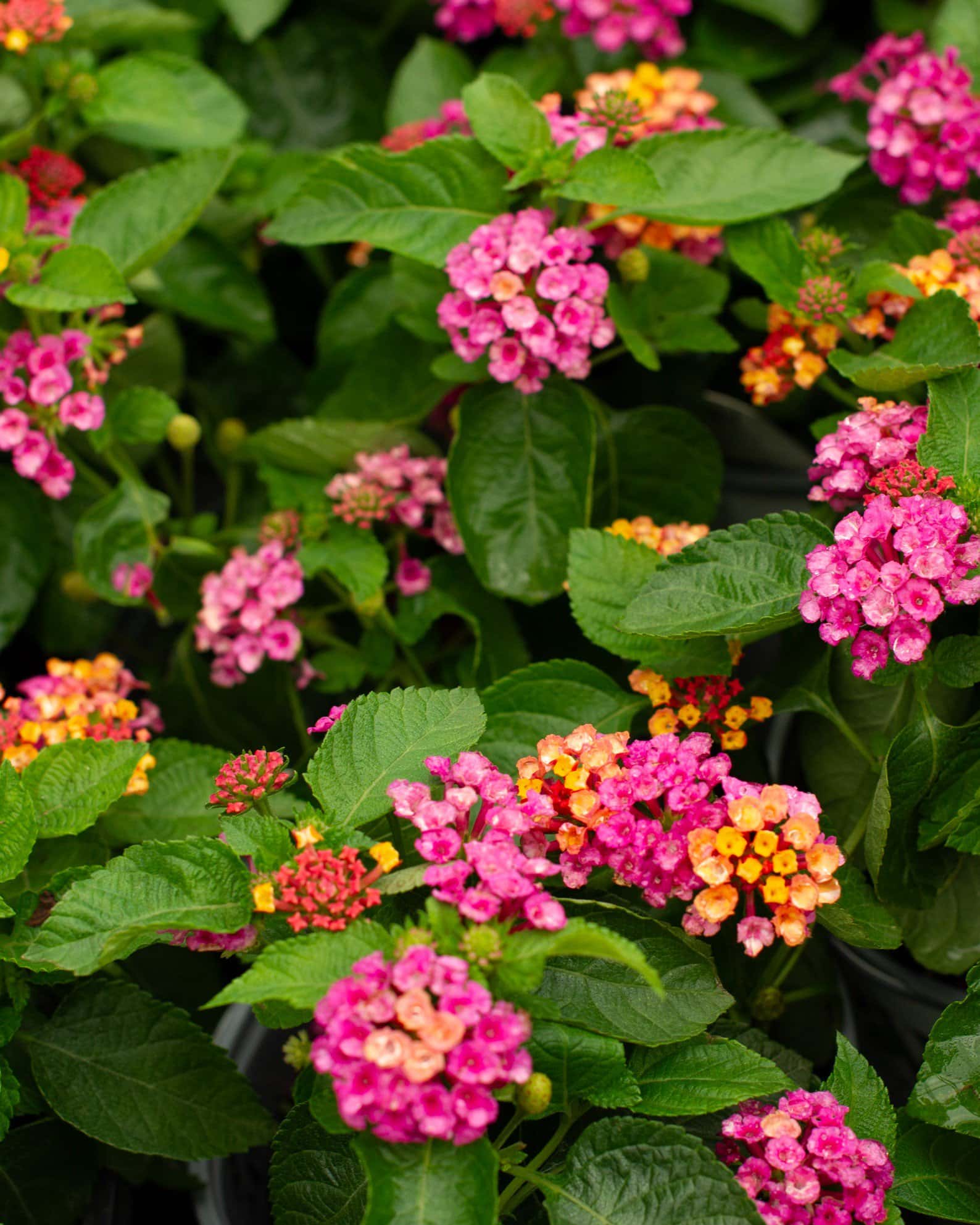 Luscious Royale Cosmo Lantana - Image 4