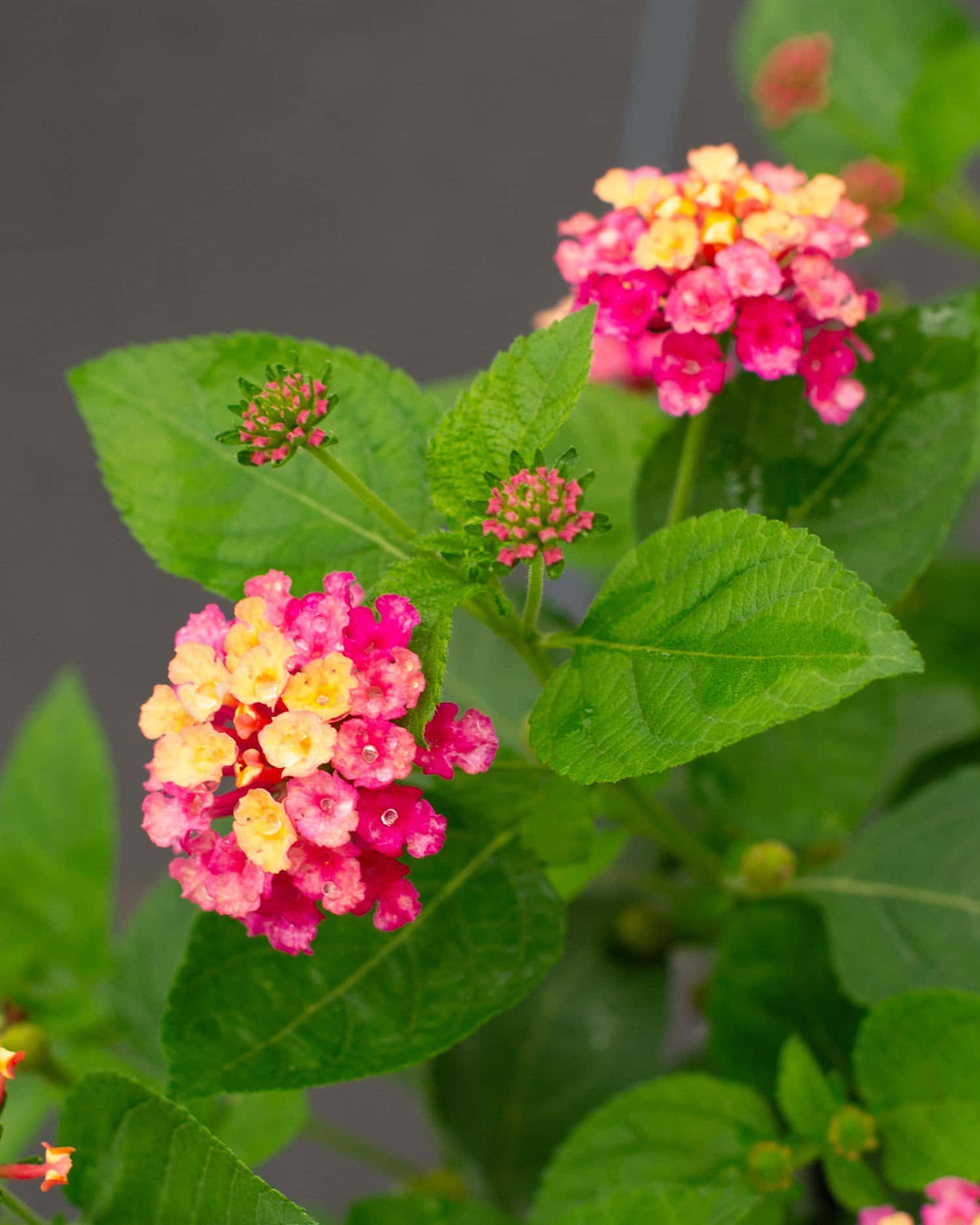 Luscious Royale Cosmo Lantana - Image 5