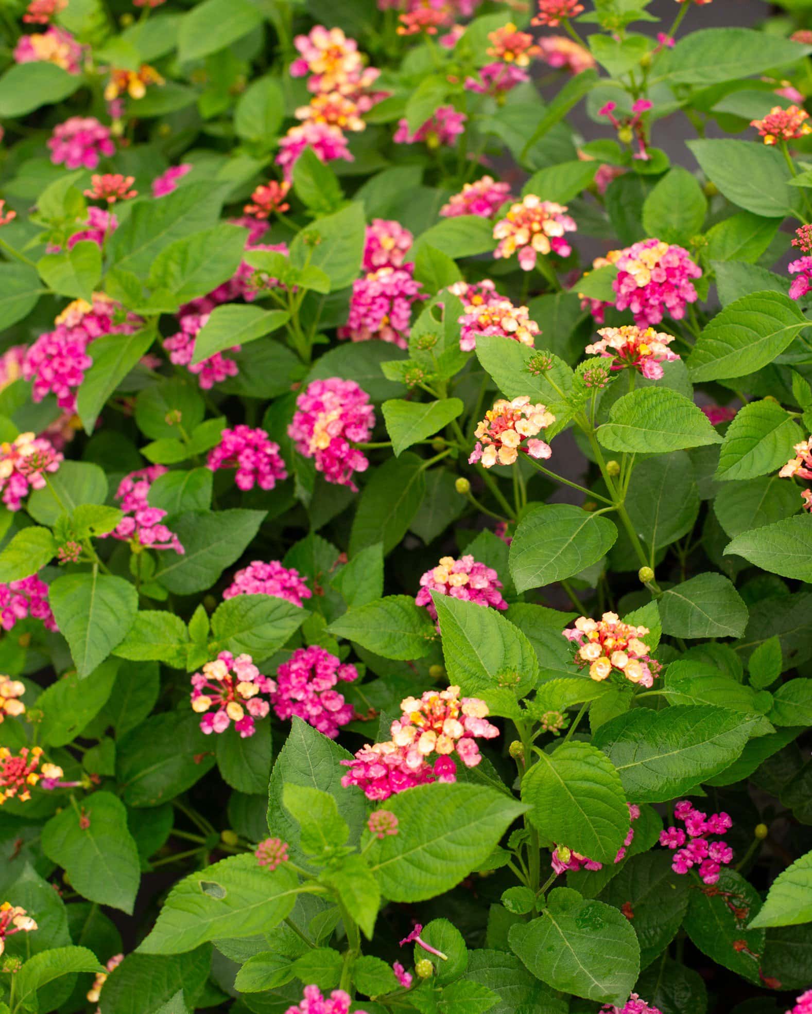 Luscious Royale Cosmo Lantana - Image 6
