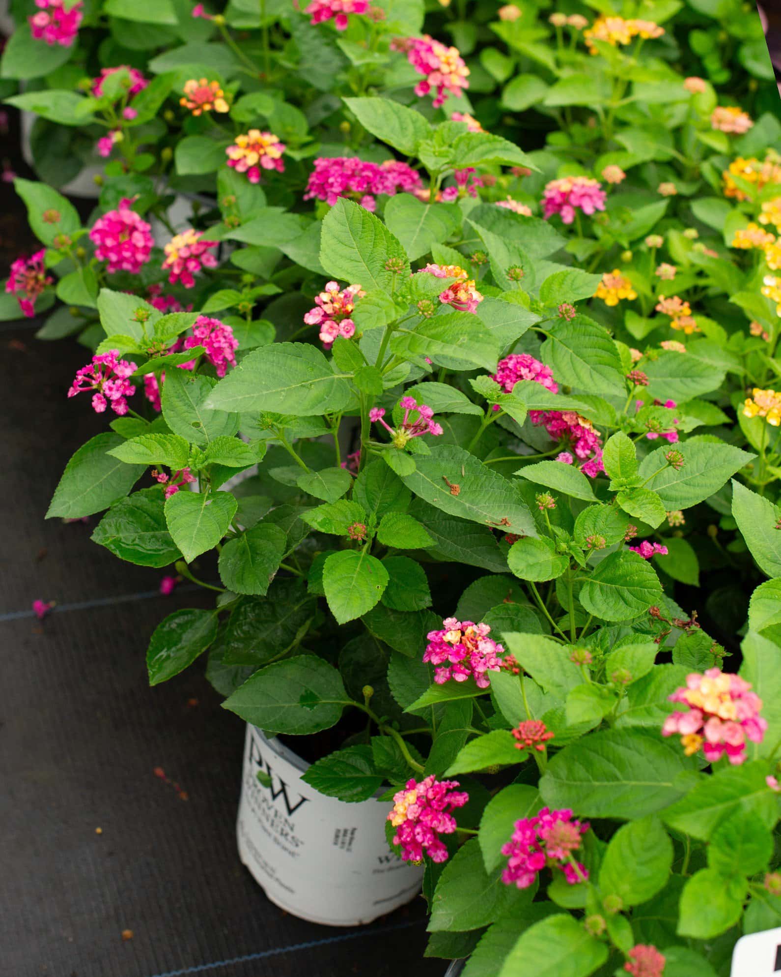 Luscious Royale Cosmo Lantana - Image 7