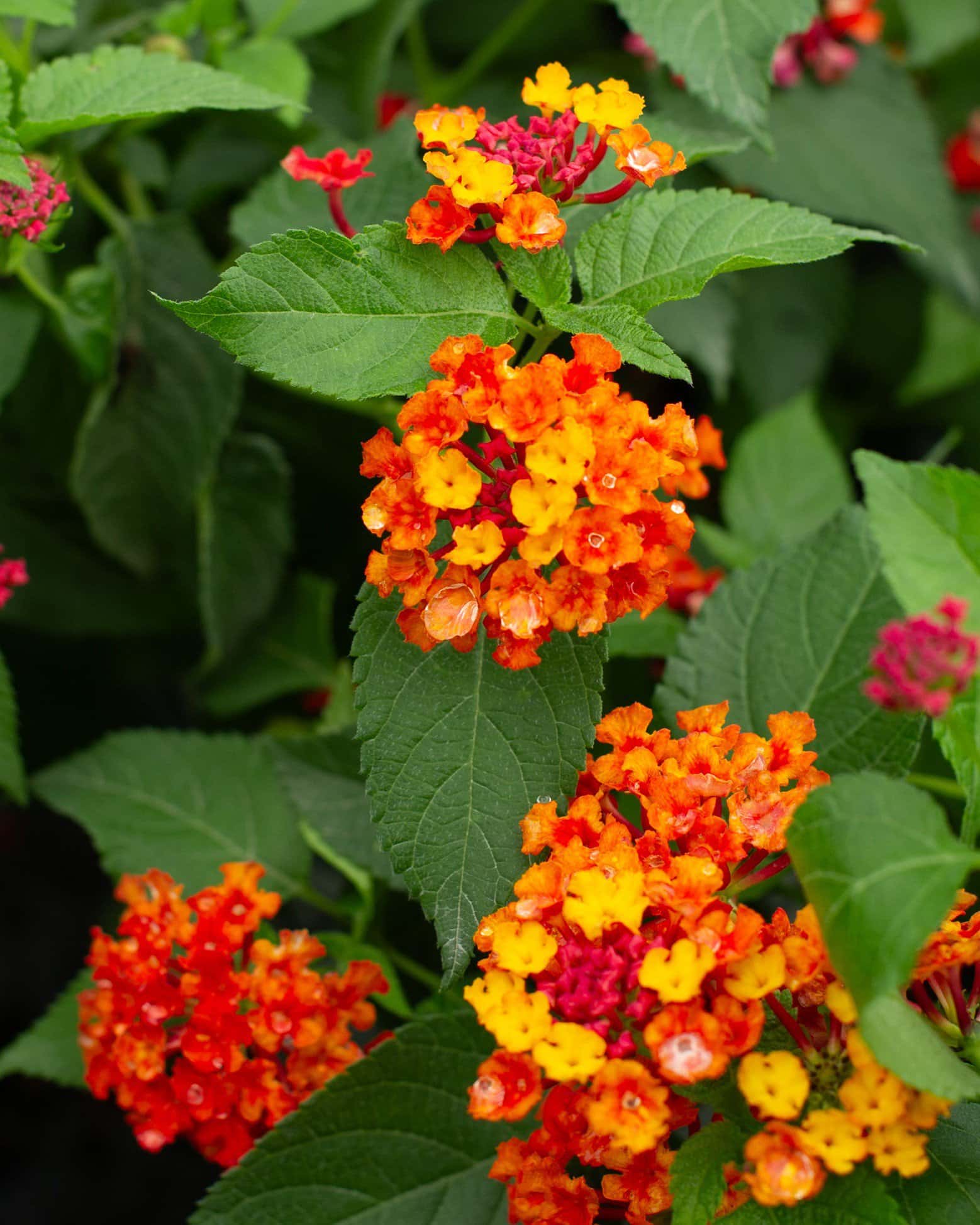 Luscious Royale Red Zone Lantana - Main Image