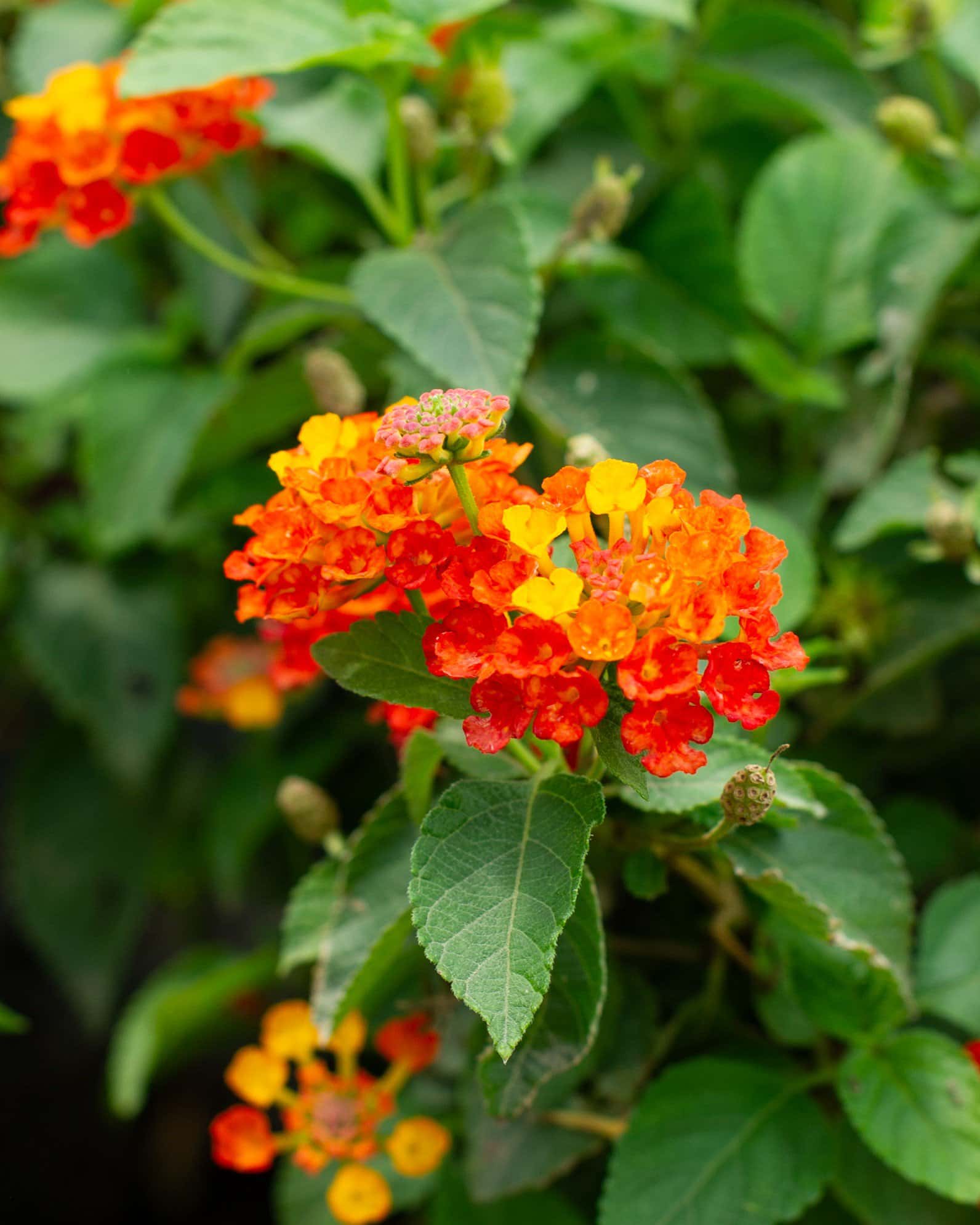 Luscious Royale Red Zone Lantana - Image 1