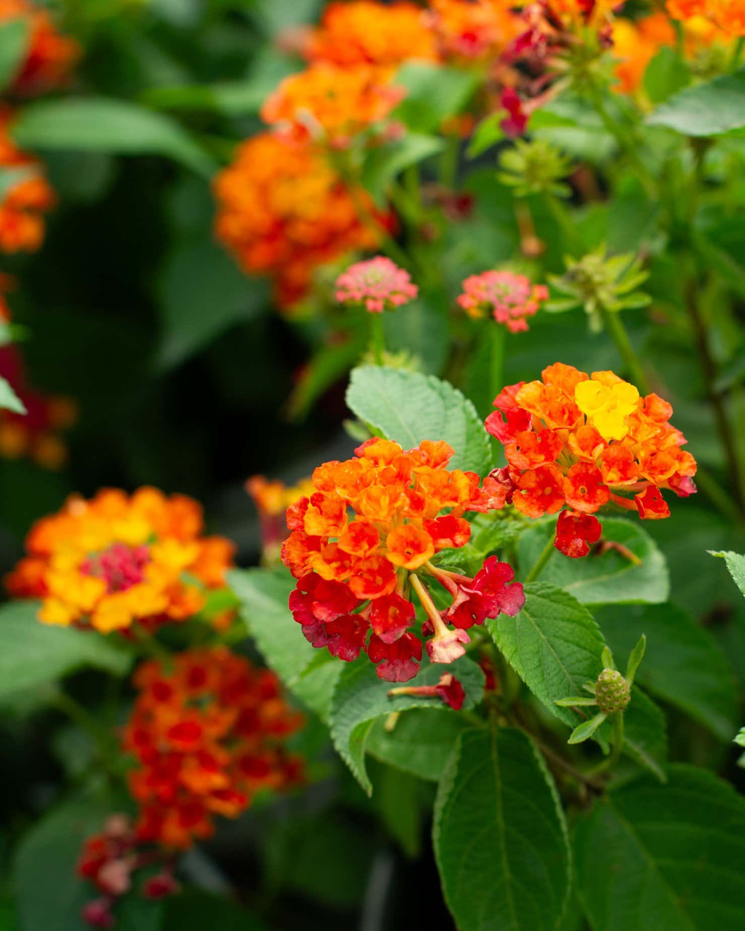 Luscious Royale Red Zone Lantana - Image 2