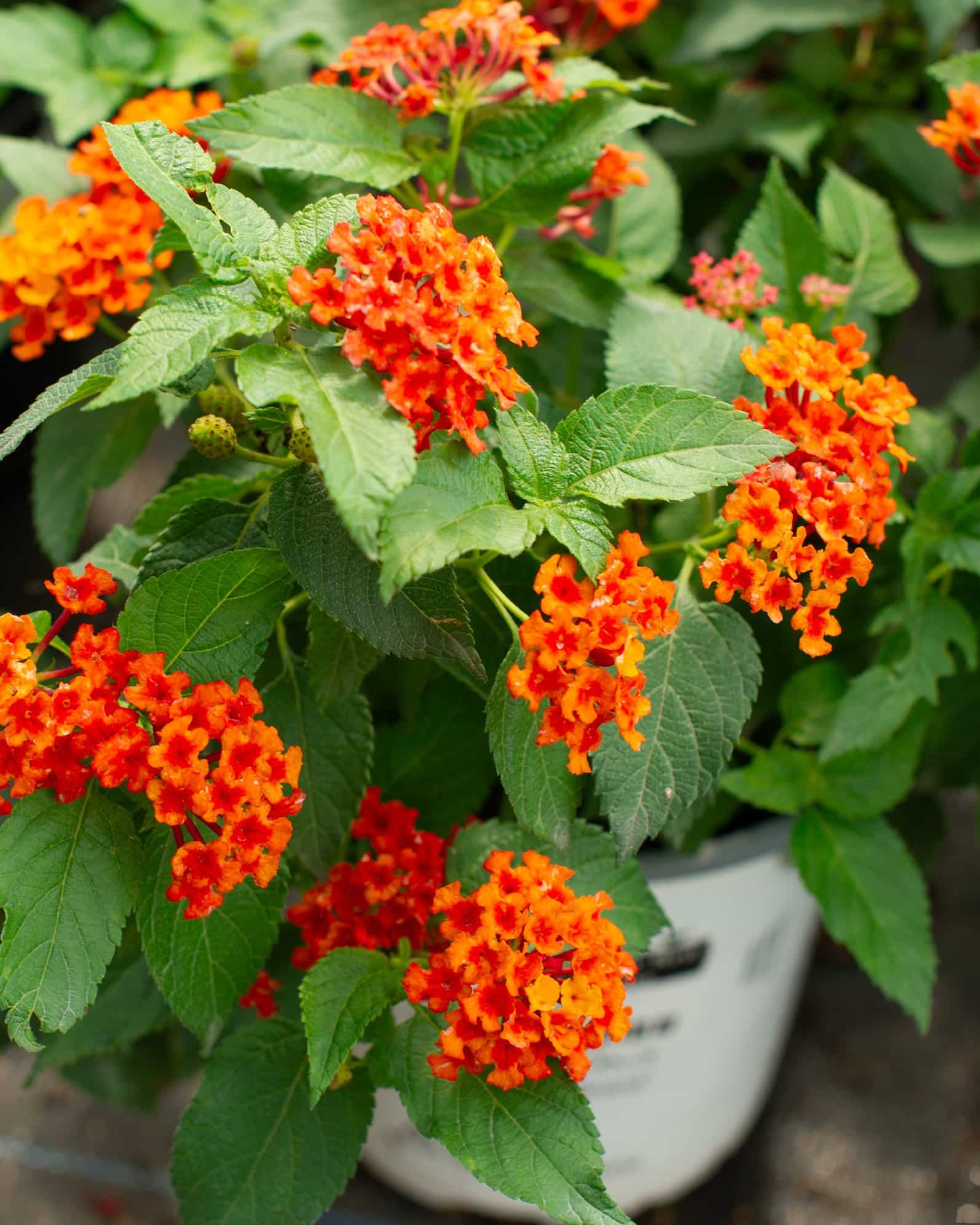 Luscious Royale Red Zone Lantana - view 4
