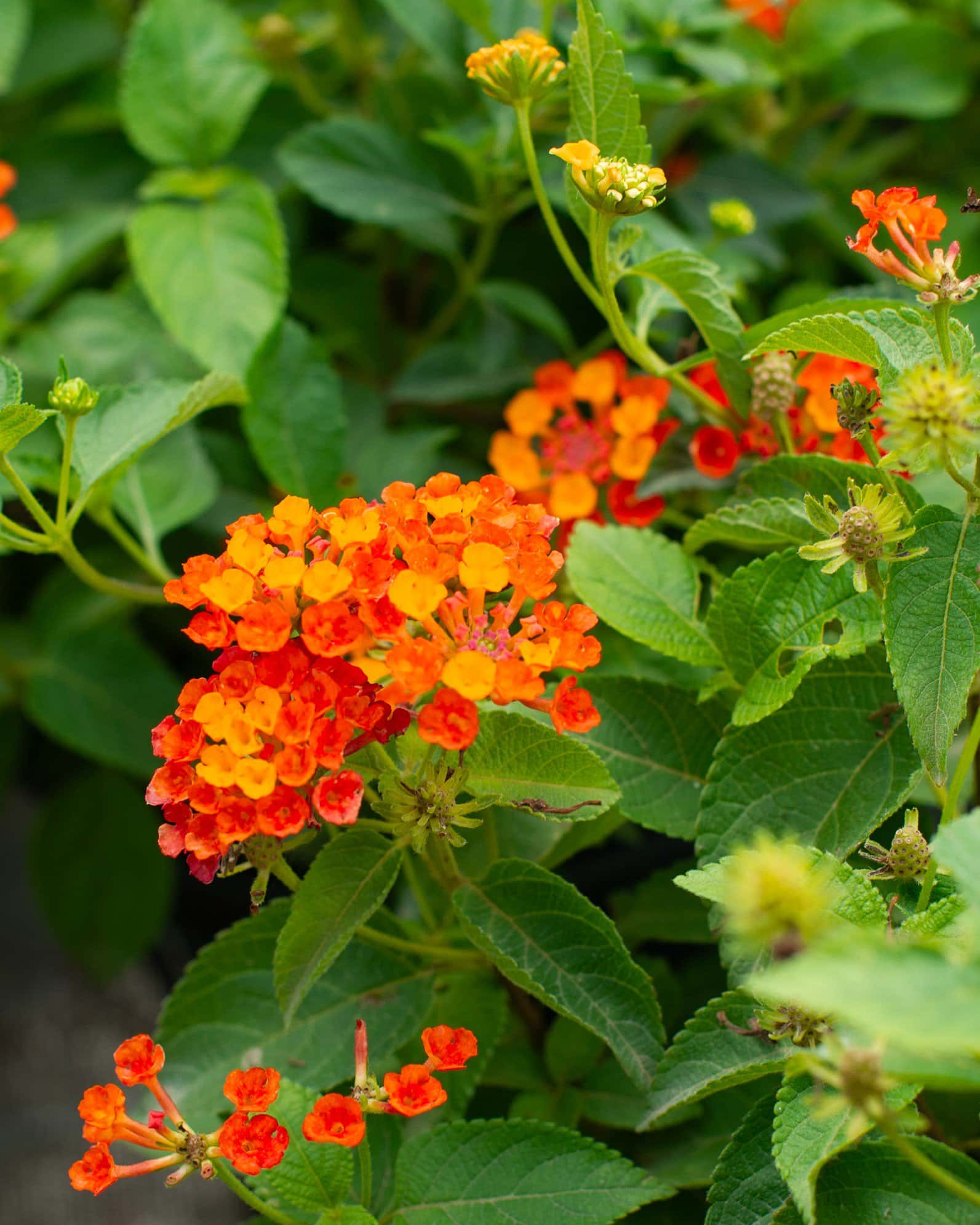 Luscious Royale Red Zone Lantana - Image 4