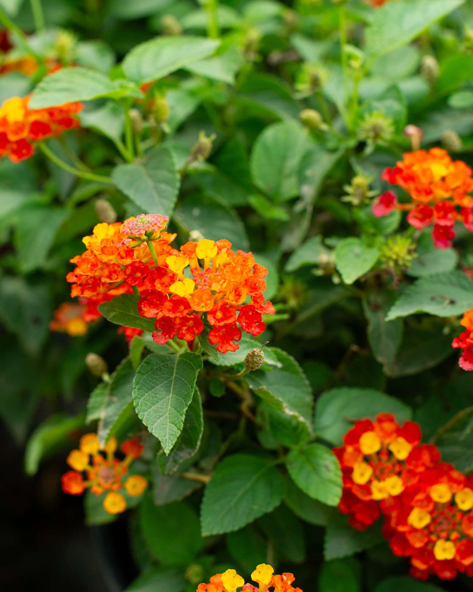 Luscious Royale Red Zone Lantana - Image 5