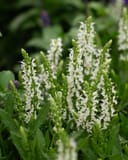 Lyrical White Salvia thumbnail 1