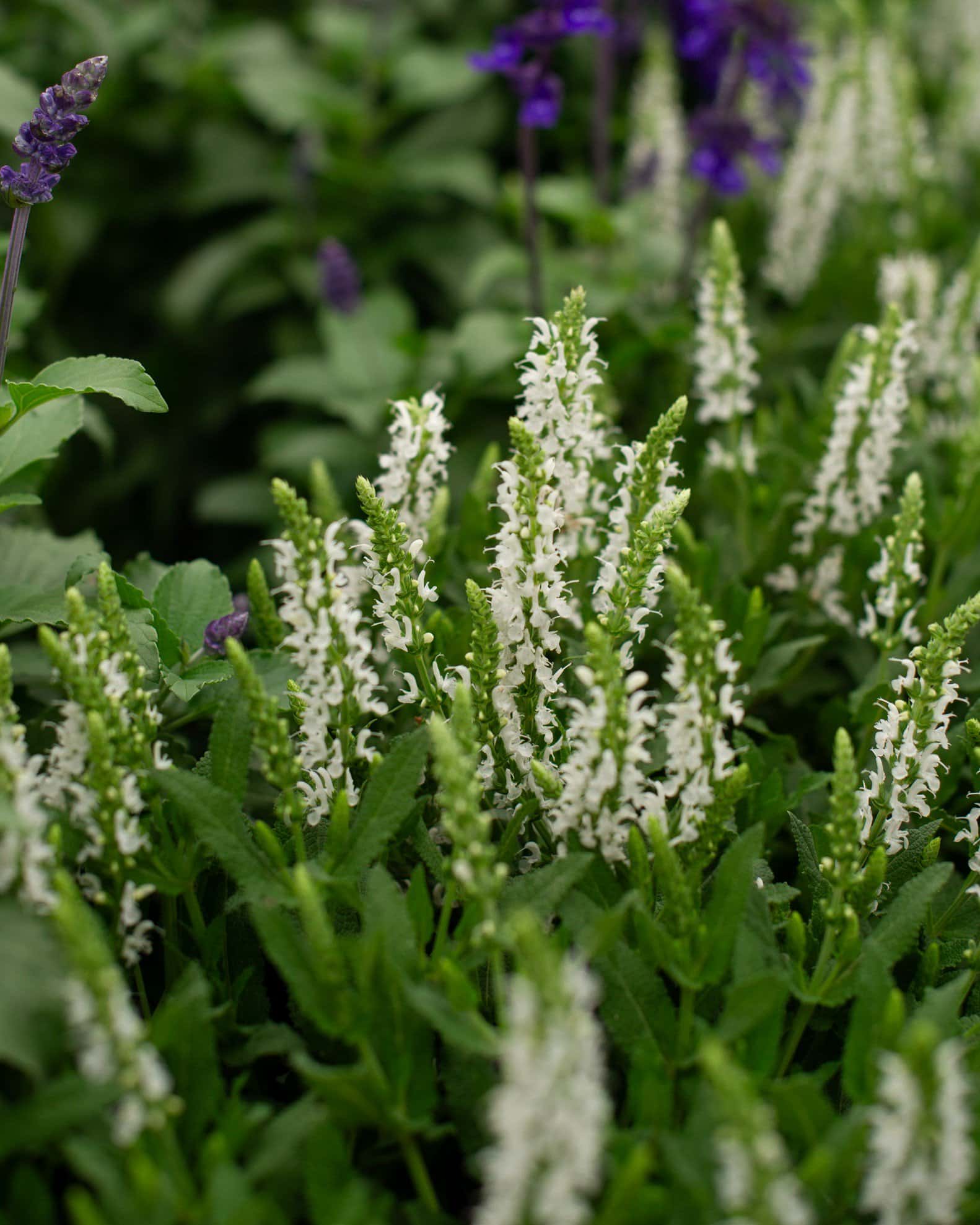 Lyrical White Salvia - Image 1