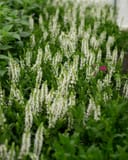 Lyrical White Salvia thumbnail 3
