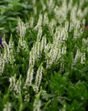 Lyrical White Salvia thumbnail 4