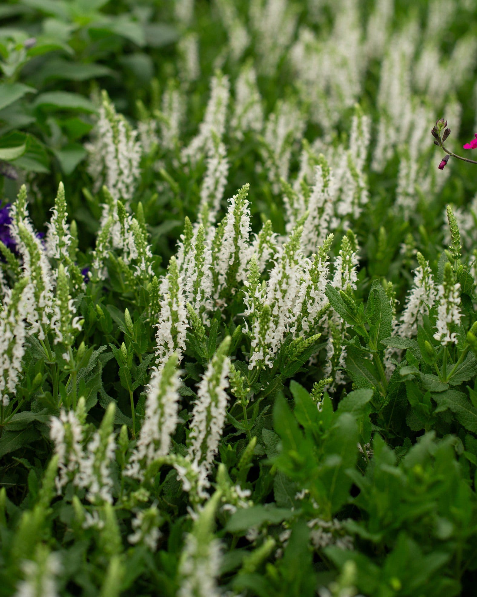 Lyrical White Salvia - view 4