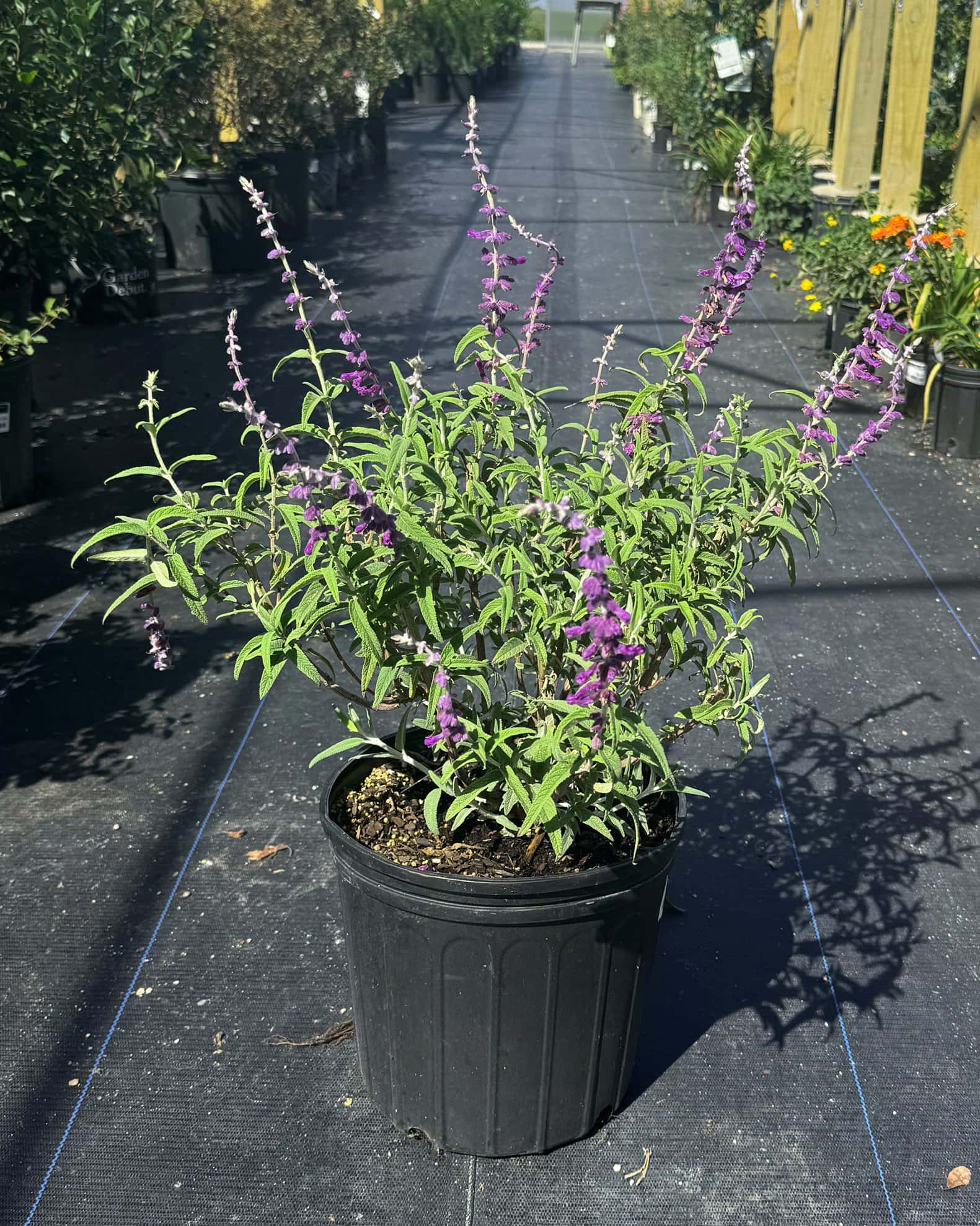 Mexican Bush Sage - Image 1