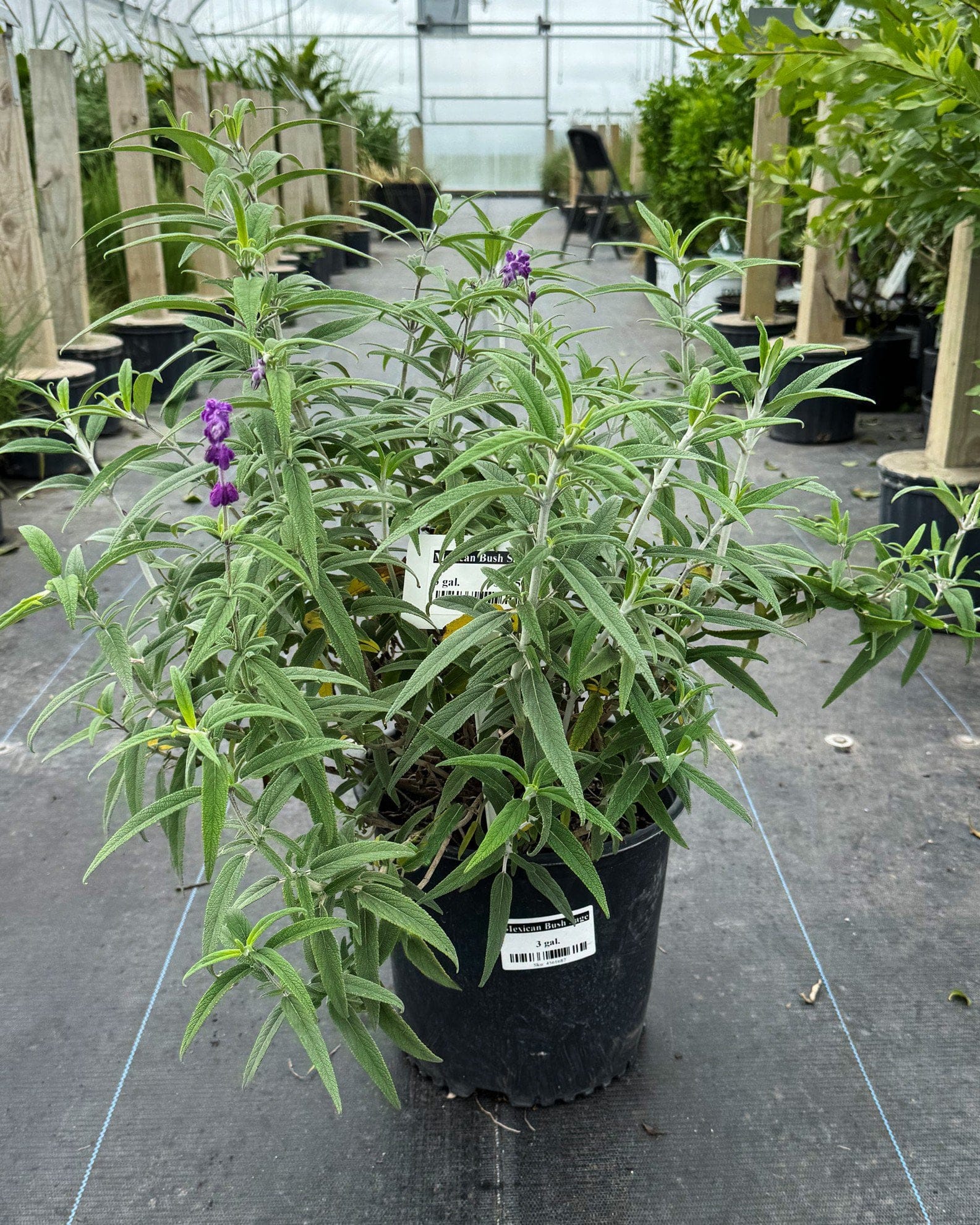 Mexican Bush Sage - view 2