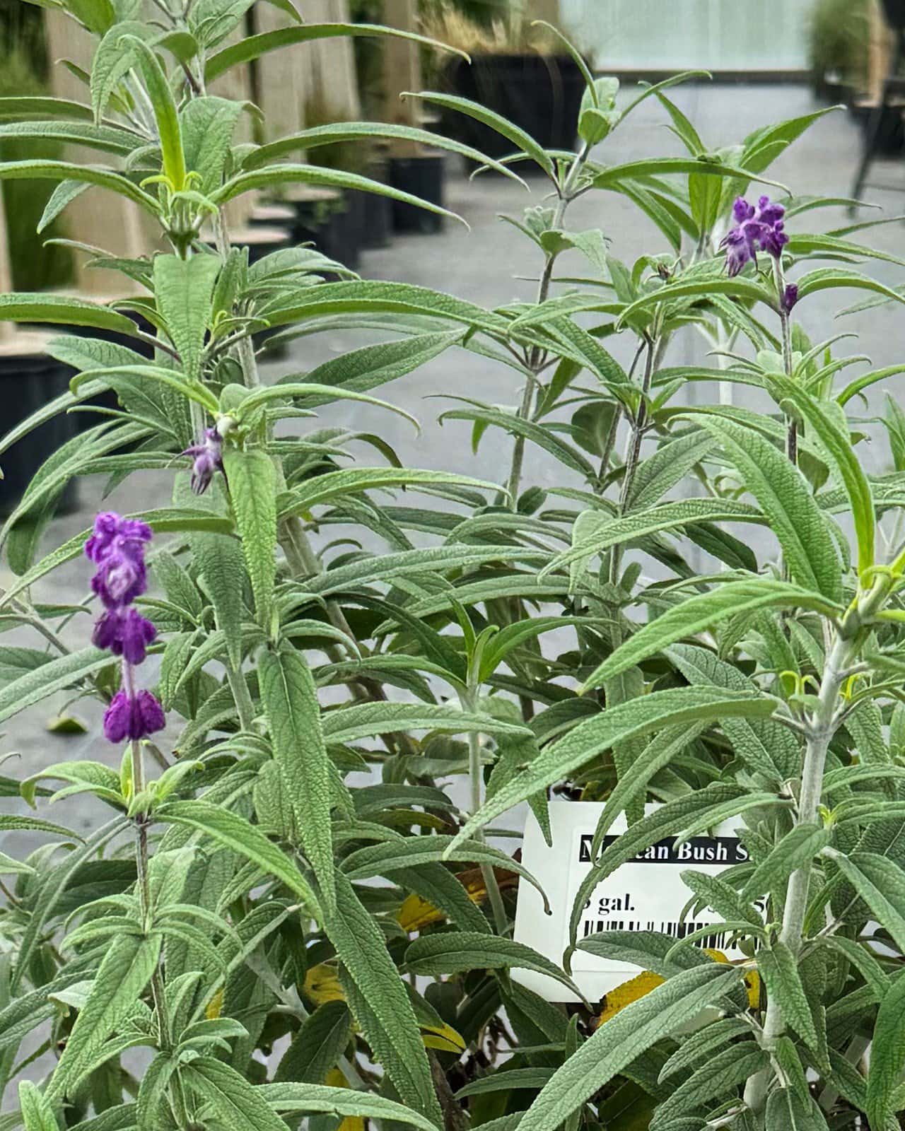 Mexican Bush Sage - Image 3
