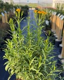 Mexican Mint Marigold thumbnail 1