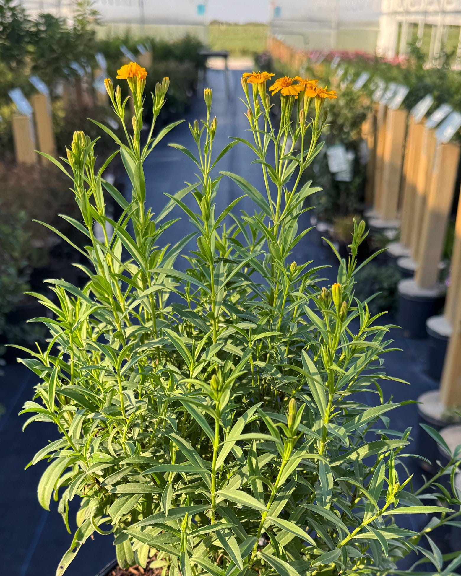 Mexican Mint Marigold