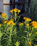 Mexican Mint Marigold thumbnail 2
