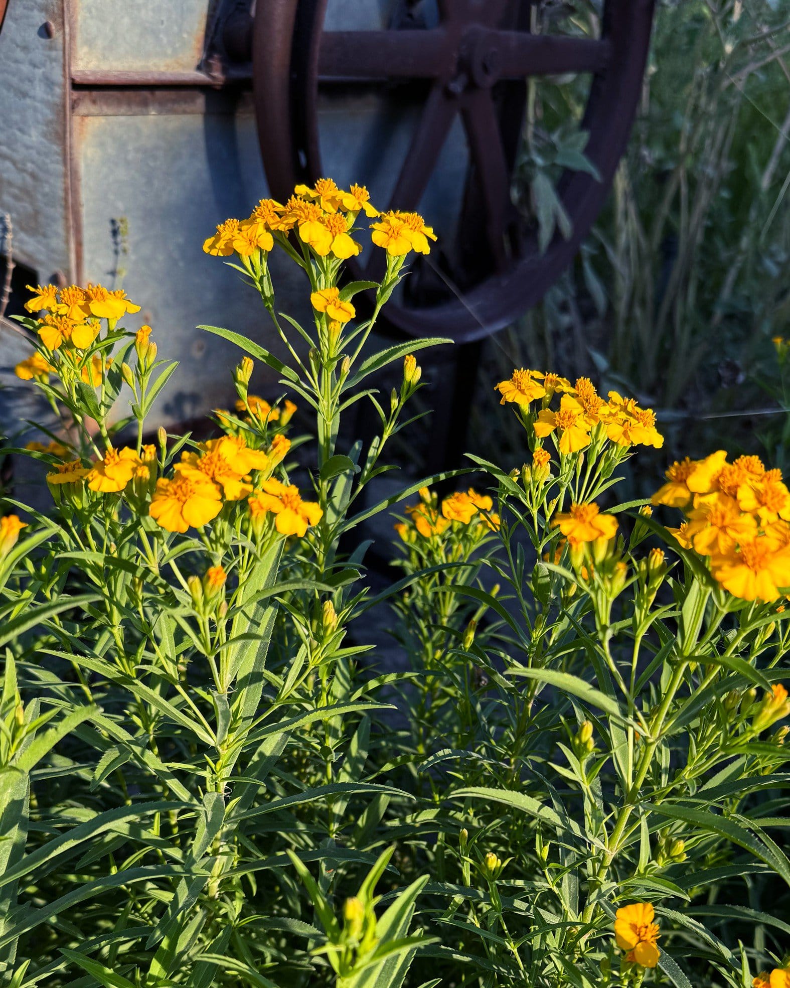 Mexican Mint Marigold - view 2
