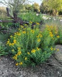 Mexican Mint Marigold thumbnail 3