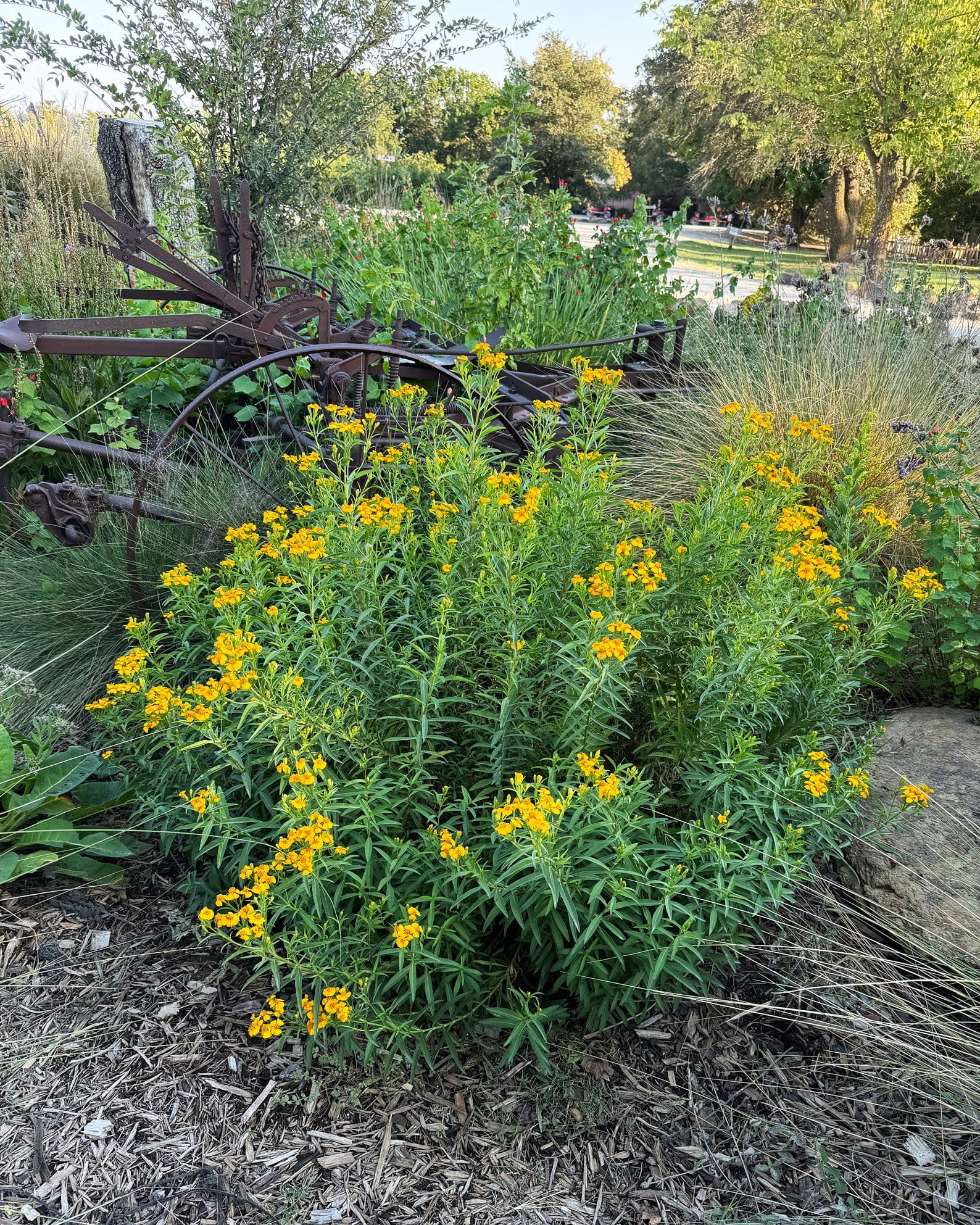 Mexican Mint Marigold - view 3