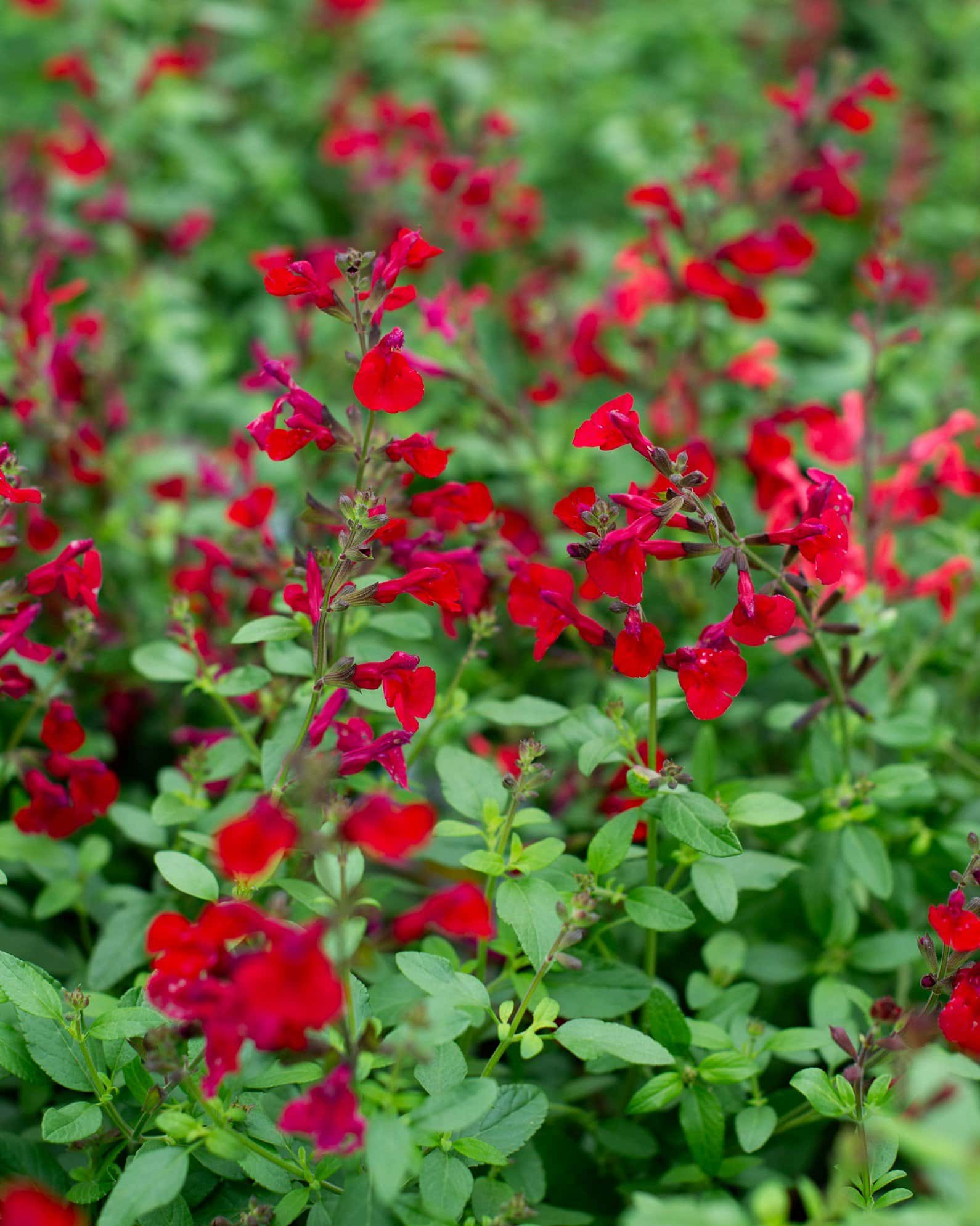 Mirage Cherry Red Salvia Greggii - Main Image