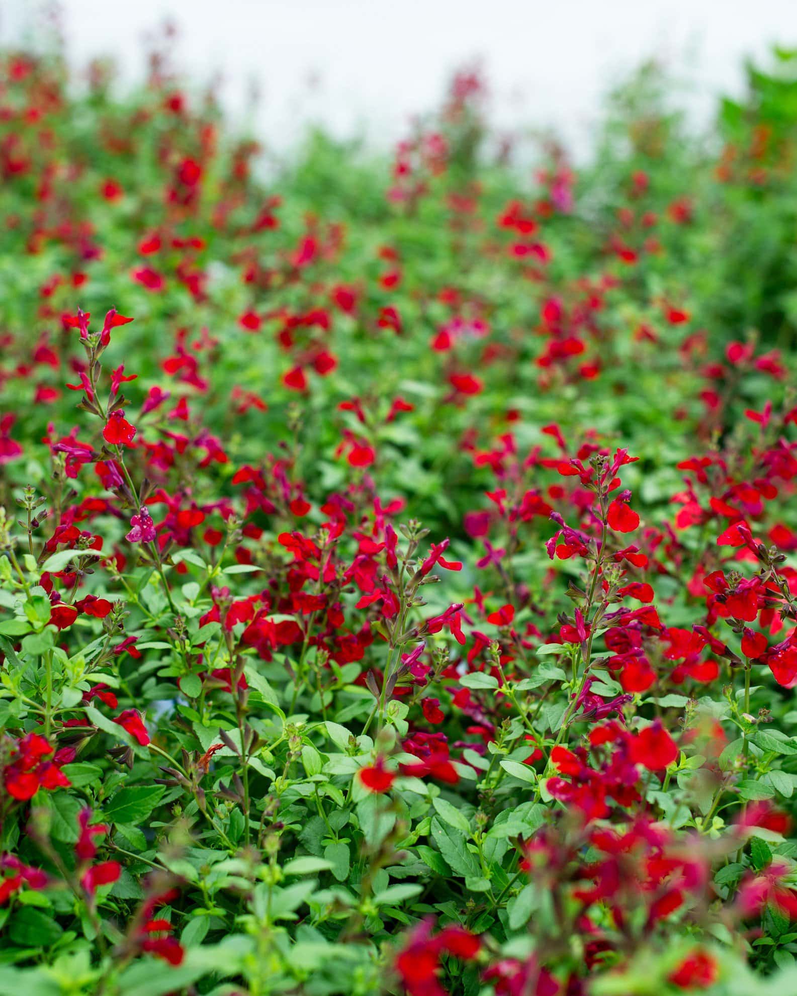 Mirage Cherry Red Salvia Greggii - Image 1