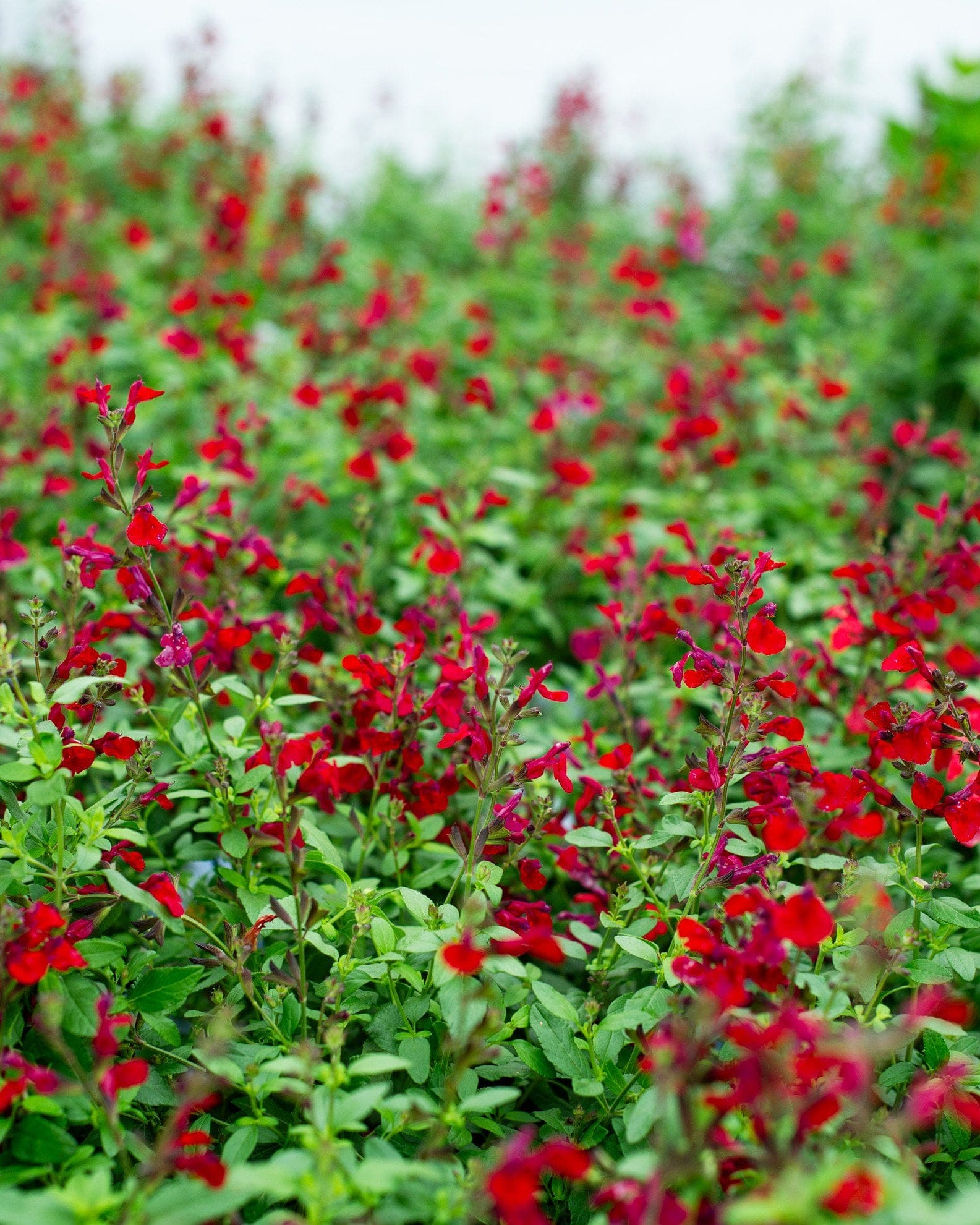 Mirage Cherry Red Salvia Greggii - view 2