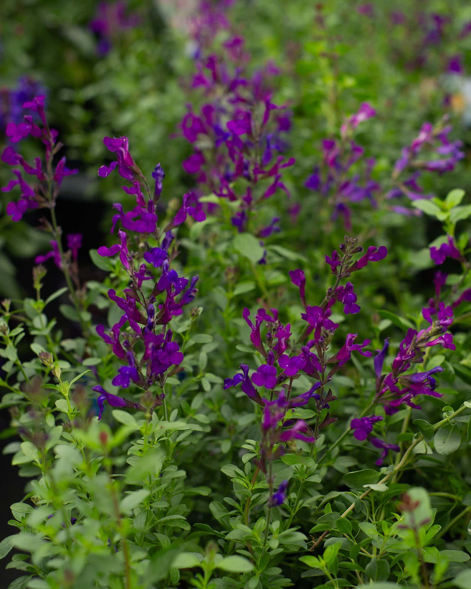 Mirage Deep Purple Salvia Greggii - Main Image