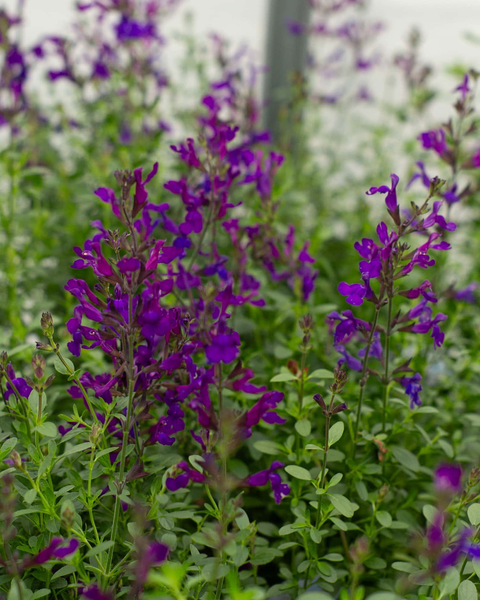 Mirage Deep Purple Salvia Greggii - Image 2