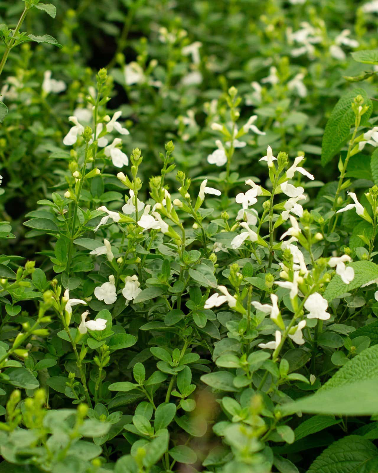 Mirage White Salvia Greggii - Main Image