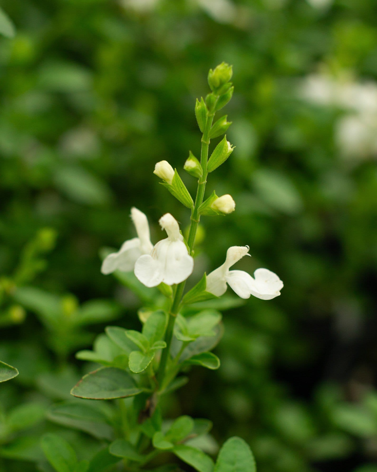 Mirage White Salvia Greggii - view 2