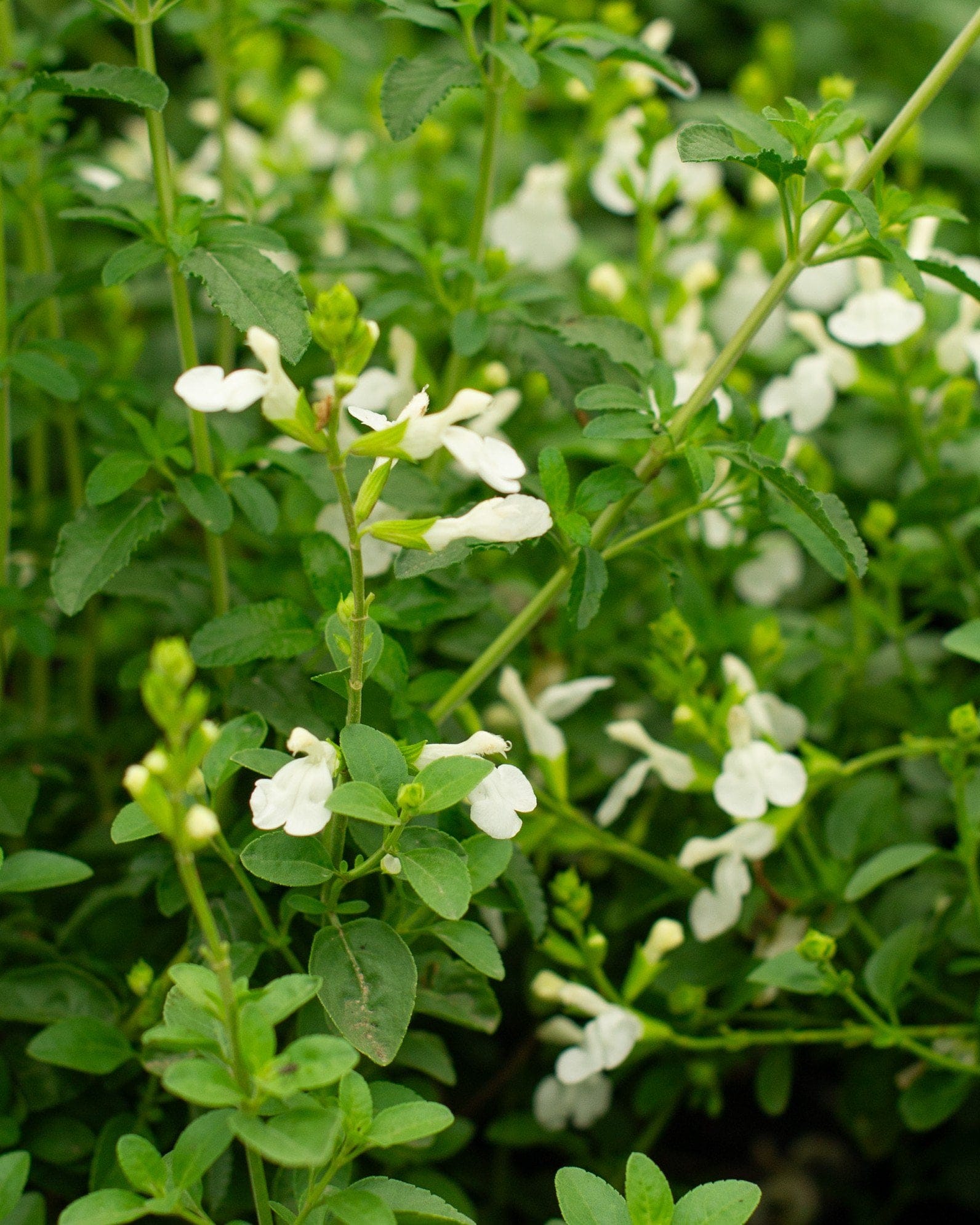 Mirage White Salvia Greggii - view 3
