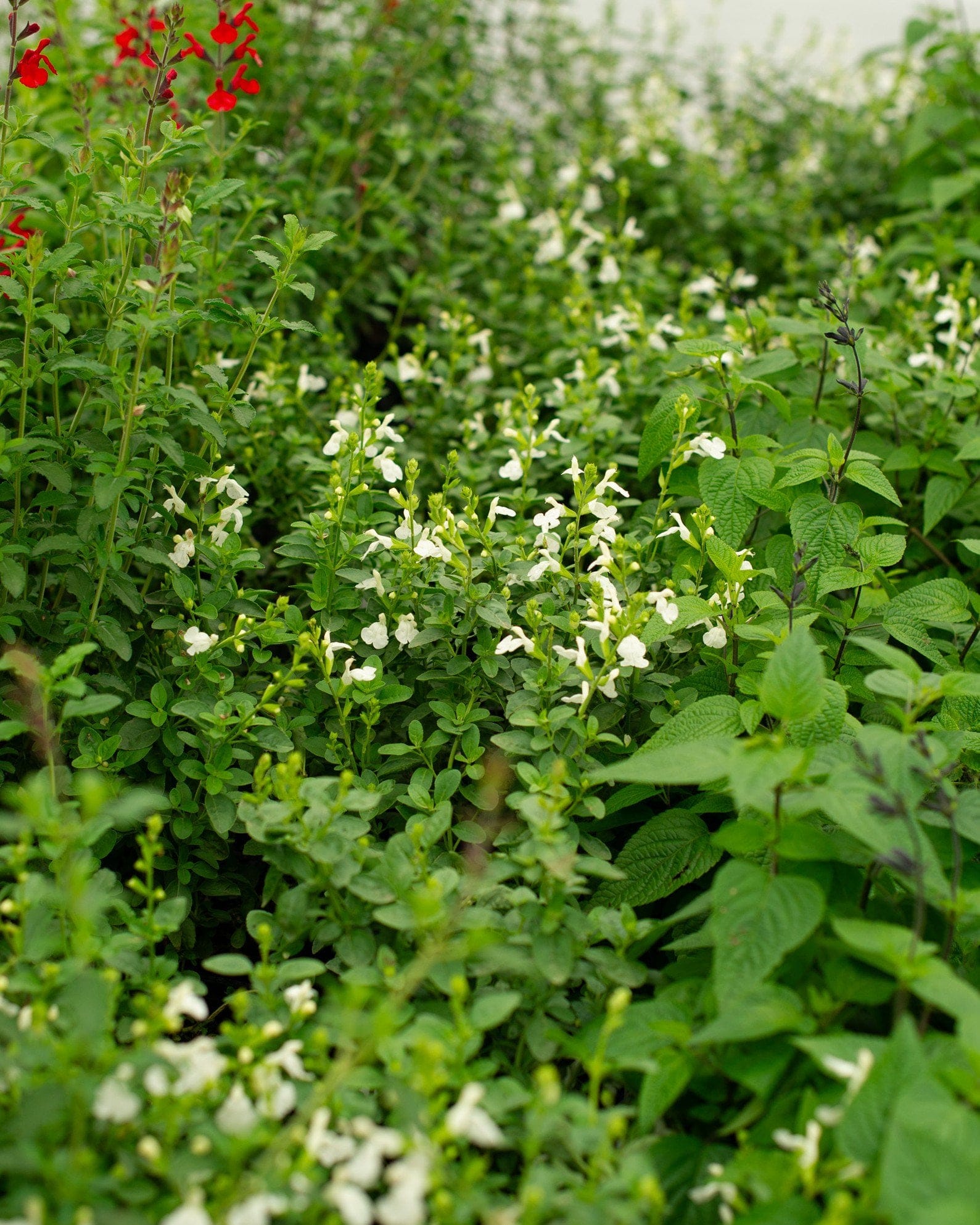 Mirage White Salvia Greggii - view 4