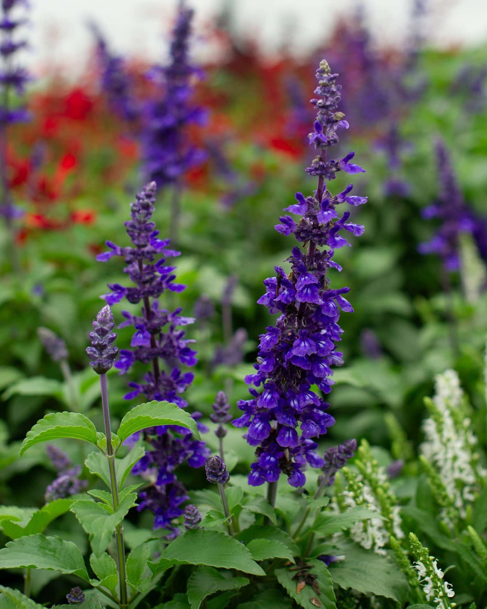 Mystic Spires Salvia - Main Image