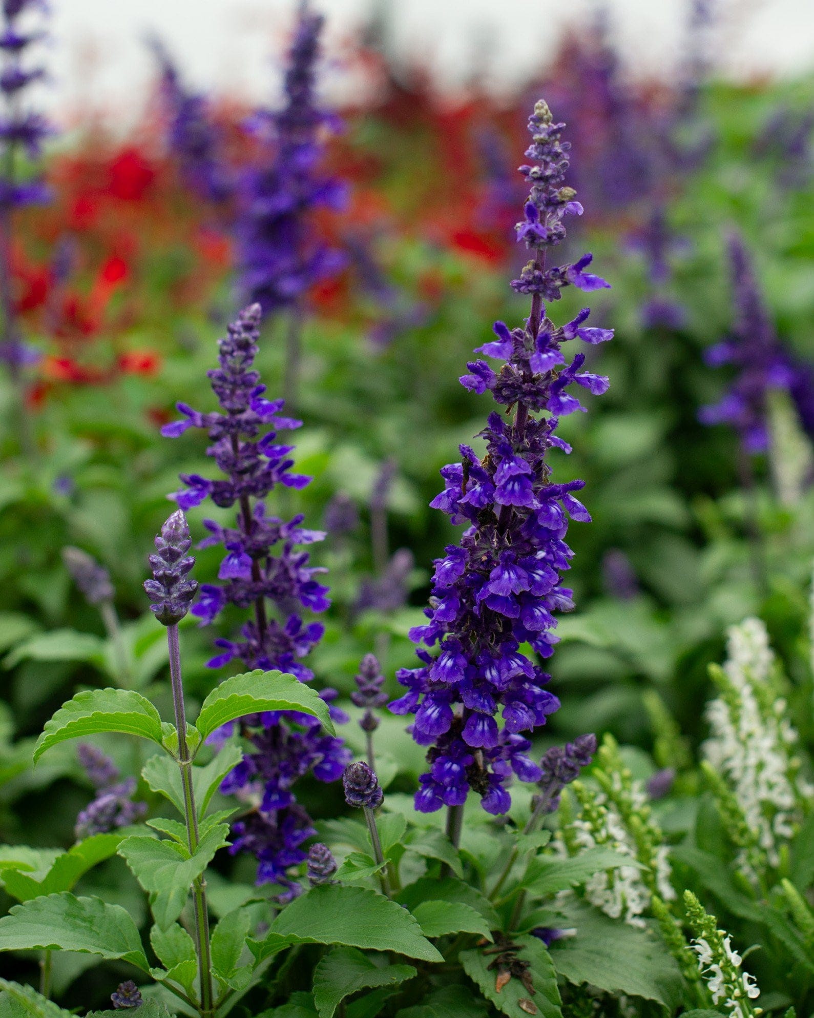 Mystic Spires Salvia