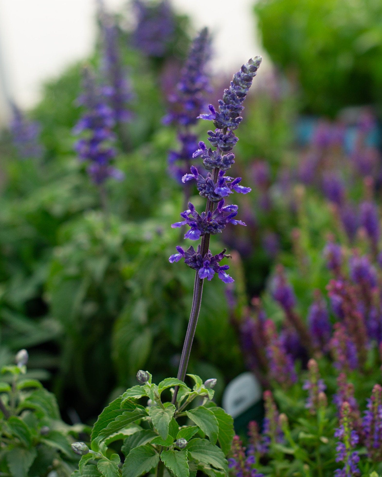 Mystic Spires Salvia - view 2