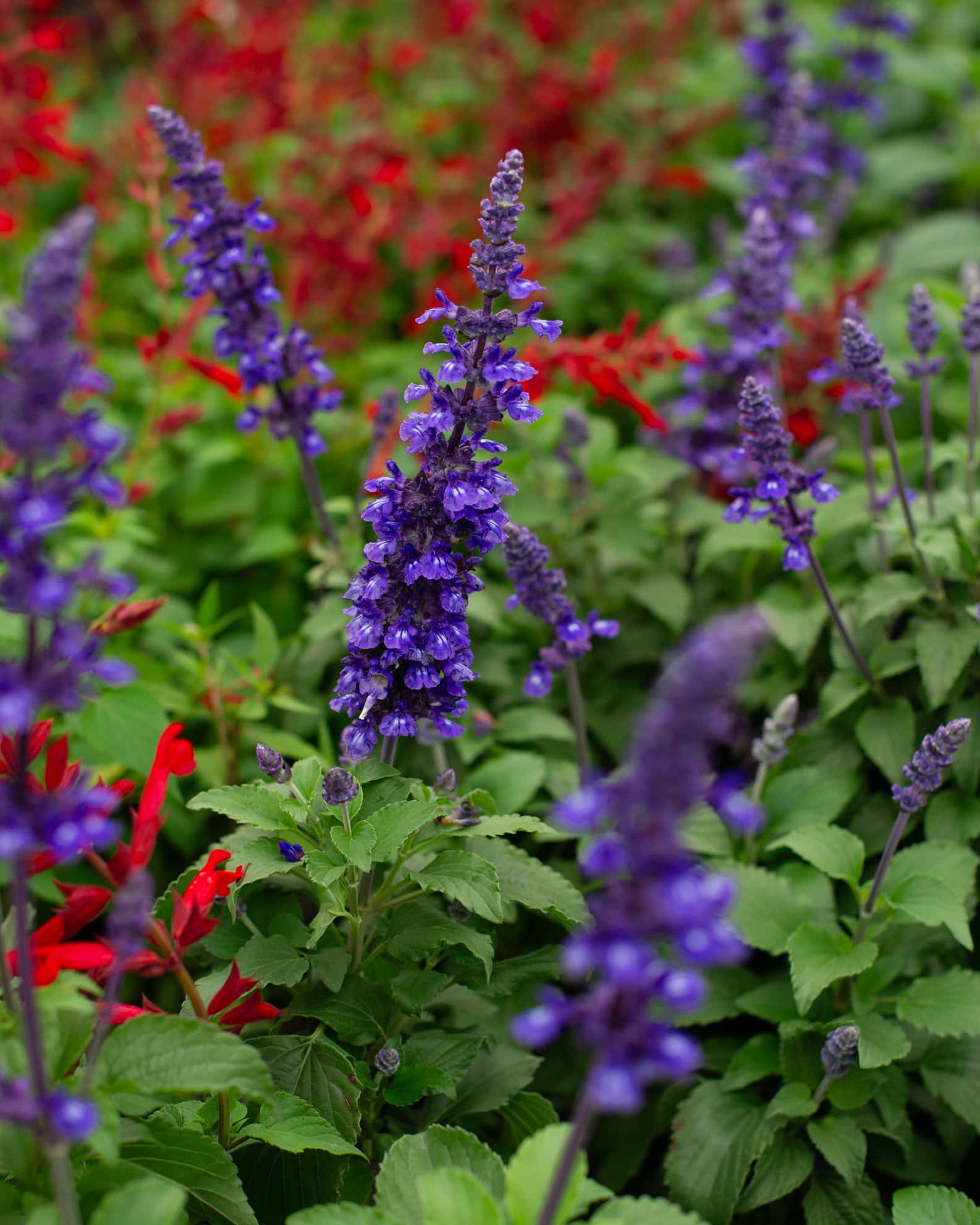 Mystic Spires Salvia - Image 2