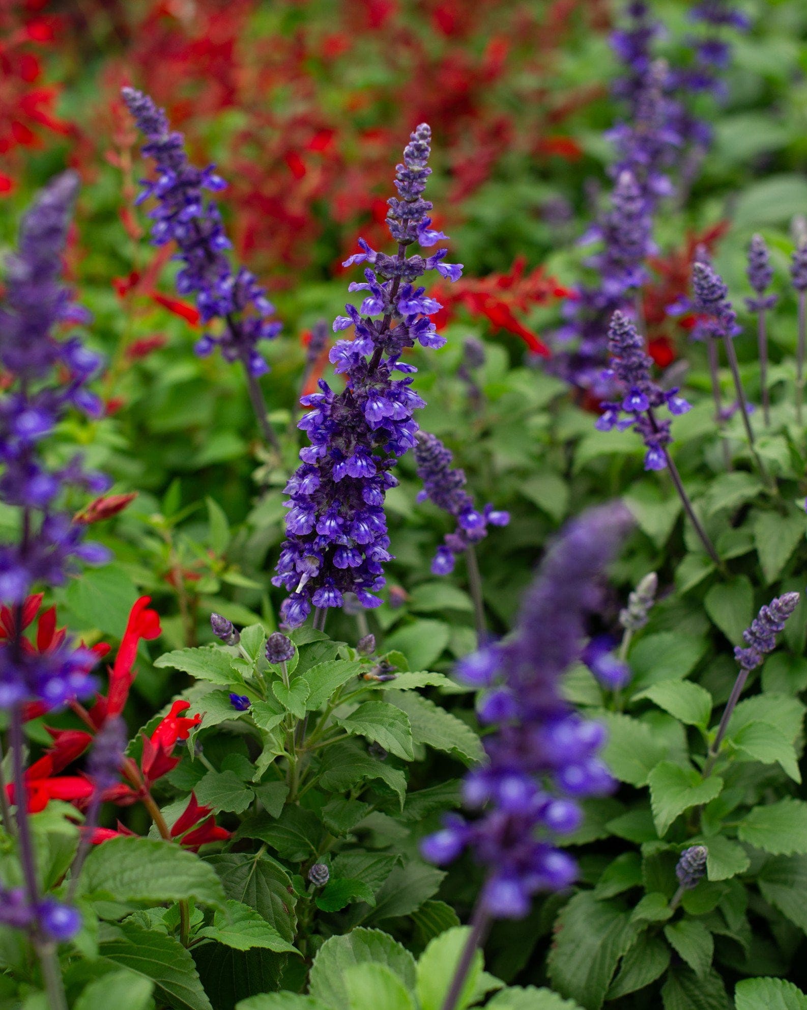 Mystic Spires Salvia - view 3