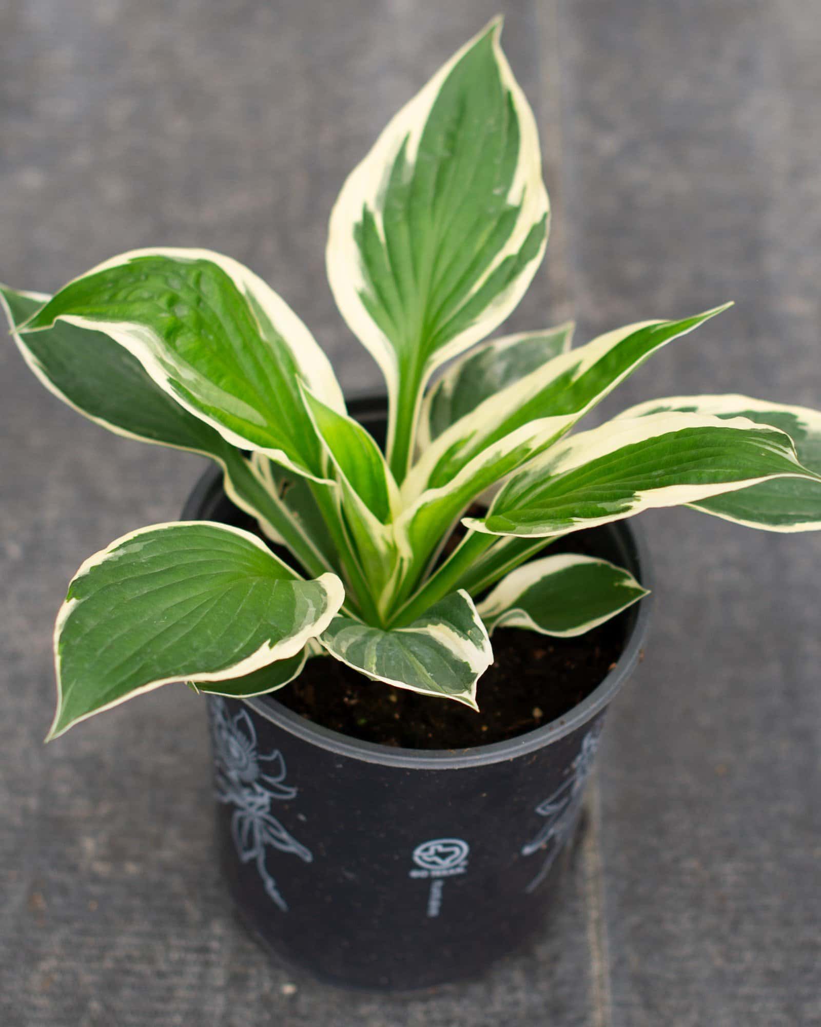 Patriot Hosta - Image 1
