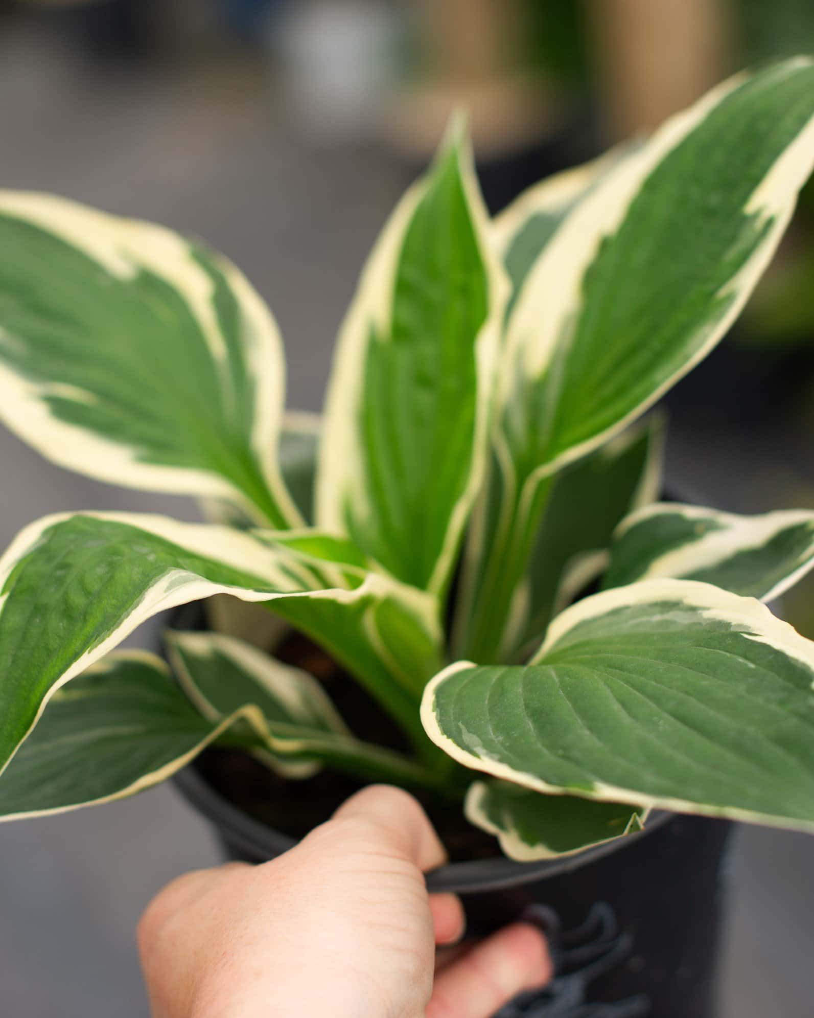 Patriot Hosta - Image 2