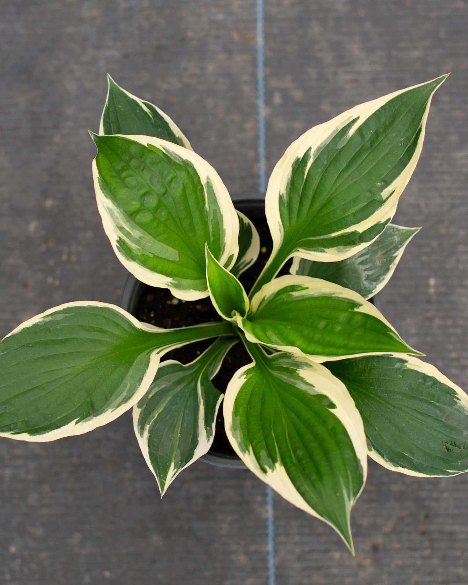 Patriot Hosta - Image 3
