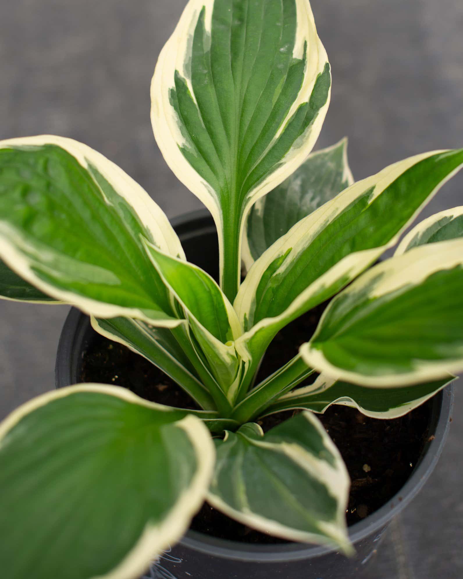 Patriot Hosta - Main Image