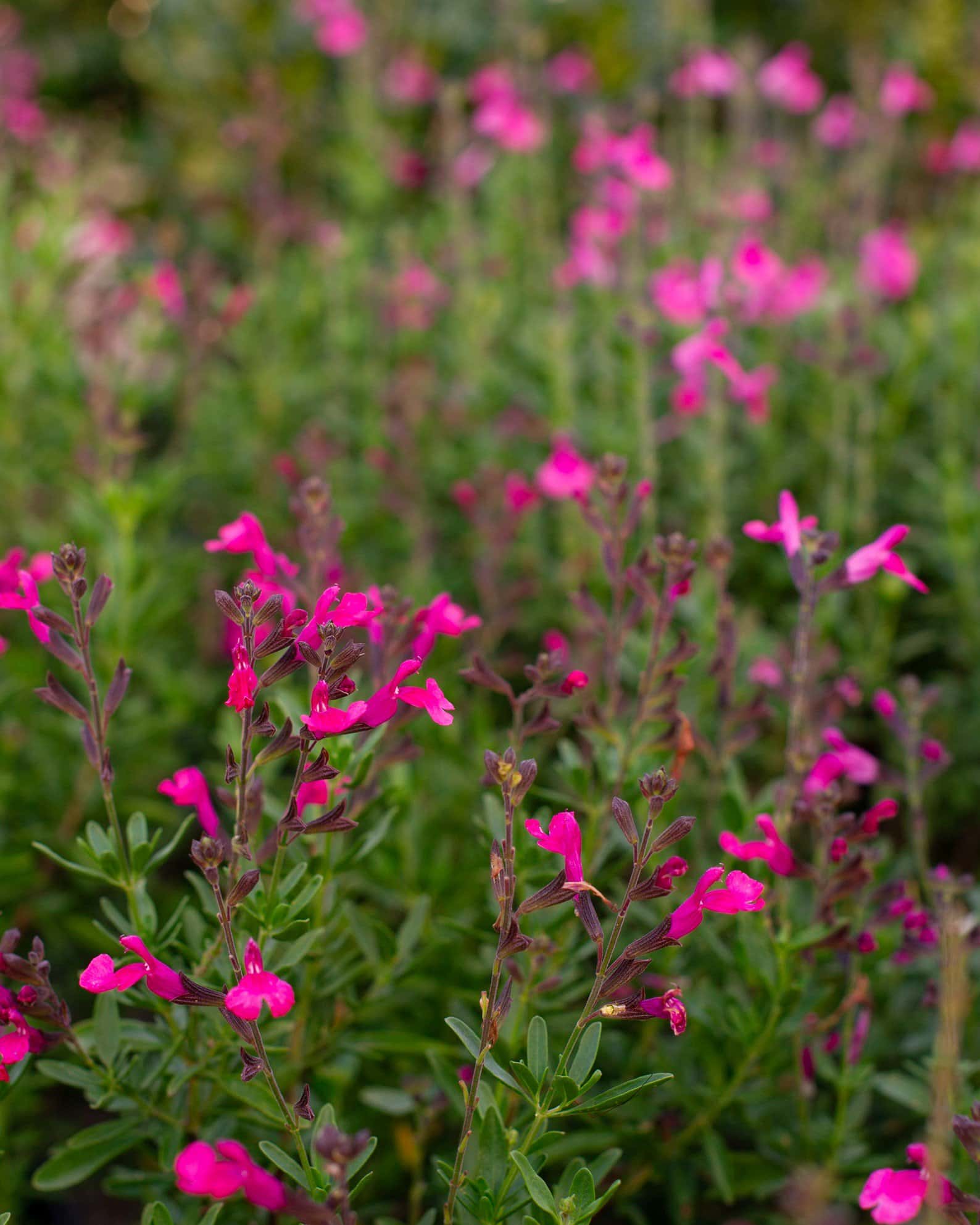 Pink Salvia Greggii - Image 2