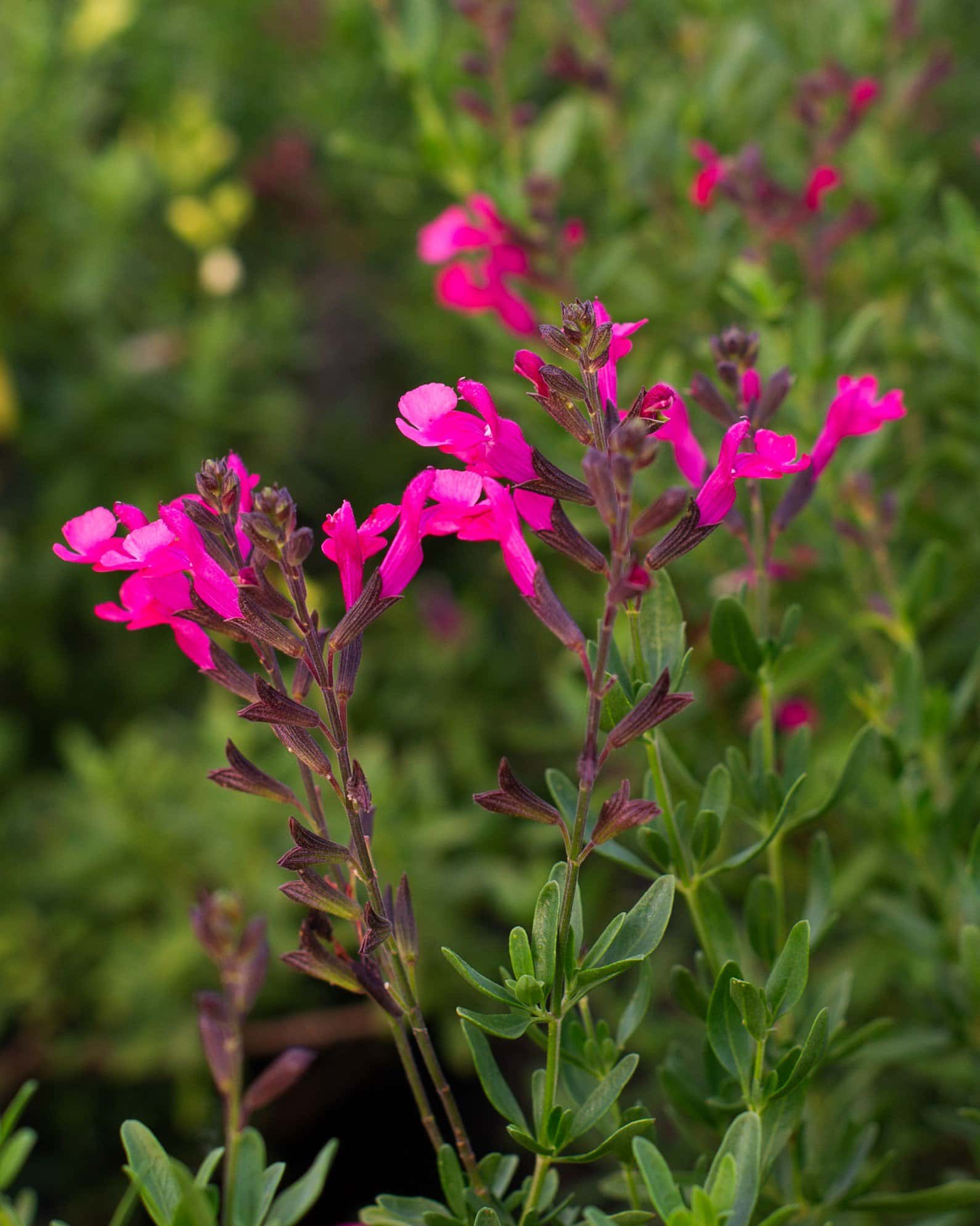 Pink Salvia Greggii - Image 4