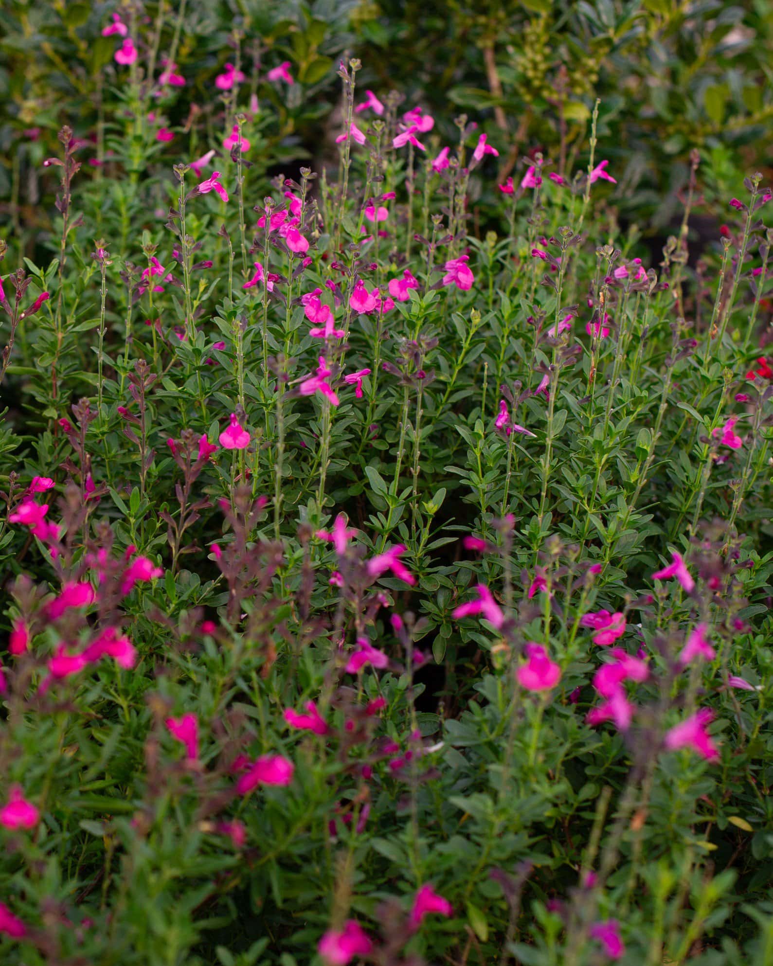 Pink Salvia Greggii - Image 5