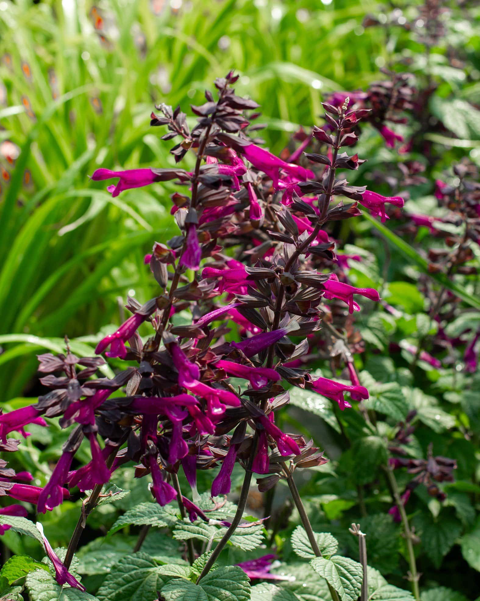 Plum Crazy Salvia - Main Image
