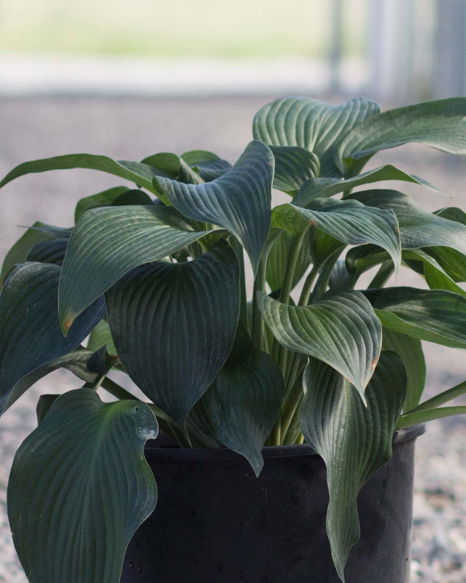 Blue Angel Hosta - Main Image